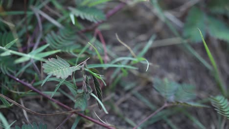 Berühren-Der-Schampflanze-Mimosa-Pudica-–-Schrumpfen