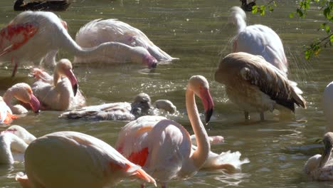 Family-of-wild-pink-flamingos-cleaning-themself-in-natural-pond-during-sun-is-shining
