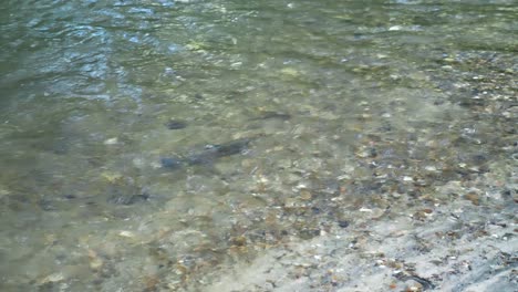 Regenbogenforellenfische-Laichen-Im-Klaren-Wasser-Eines-Flusses-Im-Frühling