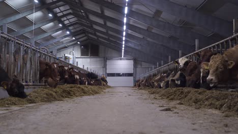 Low-angle-shot-of-large-modern-cow-barn-with-many-norwegian-red-oxen-and-cows-during-mealtime