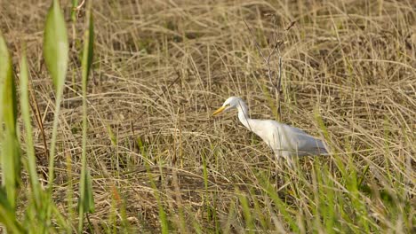 white-egret-walking-and-hunting-in-the-swamp-super-slomo