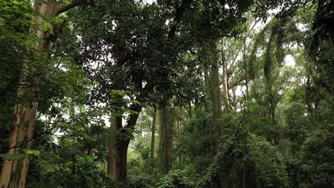 Wunderschöner-Grüner-Dschungelwald-Von-Portugal-–-Weite-Rückseite