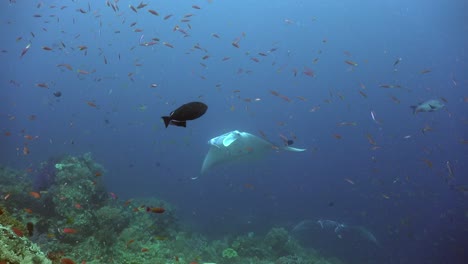 Zwei-Mantarochen-Schwimmen-Entlang-Eines-Korallenriffs-In-Raja-Ampat-Mit-Blauem-Meer-Im-Hintergrund