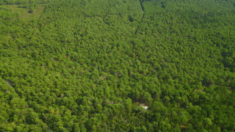 Beautiful-dense-green-forest-in-Osetnik-on-the-Polish-coast-of-the-Baltic-Sea,-close-to-the-village-of-Sasino,-aerial