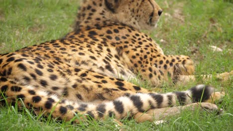 Closeup,-Cheetah-flicks-tail-while-resting-on-green-grass-in-South-Africa