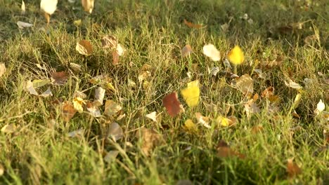 Yellowed-leaves-that-fall-on-the-ground-in-autumn