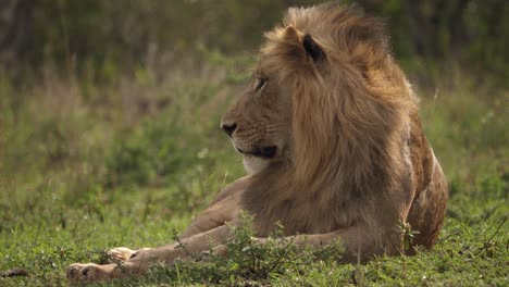 Large-male-African-Black-Mane-Lion-looks-left-of-frame,-select-focus
