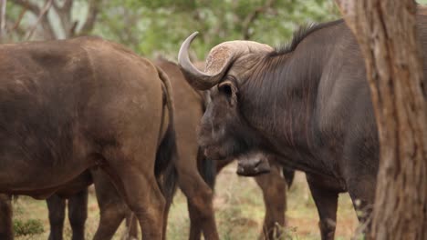 Dunkler-Männlicher-Afrikanischer-Kapbüffel-Kaut-Wieder-Und-Blickt-Langsam-Auf-Seine-Herde