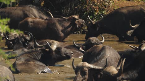 Slow-Motion,-African-Buffalo-Lays-Down-in-Muddy-Water-Hole-with-Herd