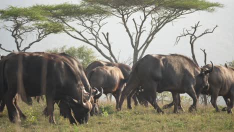 Eine-Herde-Kapbüffel,-Die-Sich-Auf-Dem-Gras-Der-Afrikanischen-Savanne-Ernährt