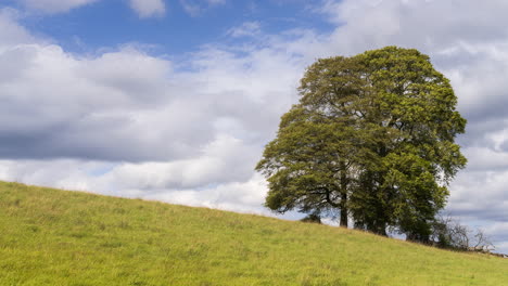Zeitraffer-Eines-Einzelnen-Einsamen-Baumes-In-Der-Ländlichen-Grünen-Feldlandschaft-Irlands-Während-Des-Tages-Mit-Vorbeiziehenden-Wolken