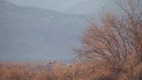 Slow-motion-footage-of-birds-in-flight