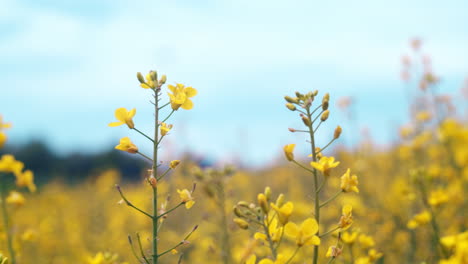 Detail-Shot-of-a-couple-of-rapeseed-blossoms