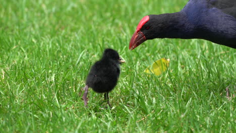 A-Pukeko-Swamp-Hen-bird-feeding-a-chick-in-New-Zealand