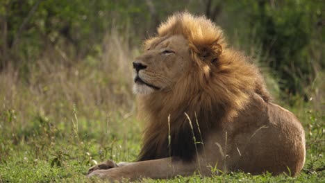 Male-Black-Mane-Lion-sniffs-the-air-while-relaxing-on-African-savanna