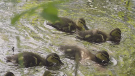 Kleine-Entenküken-Spielen-Mit-Ihrer-Mutter-Und-Schwimmen-Und-Planschen-In-Einem-Teich