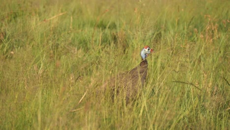Helmeted-Guineafowl,-Numida-Meleagris,-Pecking-at-Swaying-Green-Grass-in-Field