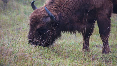Furry-european-bison-bonasus-bull-grazing-in-a-grassy-field,Czechia