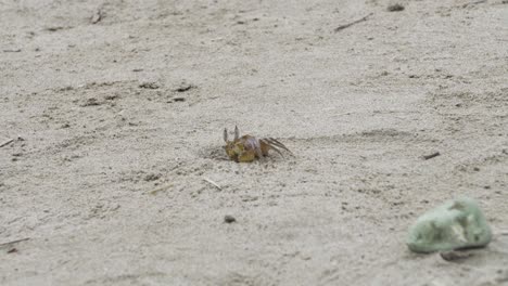A-Lone-Crab-Resting-On-Sandy-Shore-Of-Olon-Beach,-Ecuador