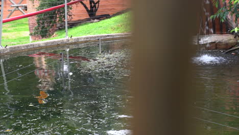 Animal-Water-enclosure-at-Johannesburg-Zoo,-panning-shot-left-to-right