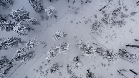Aerial-looking-straight-down-of-a-forest-covered-in-snow-and-ice