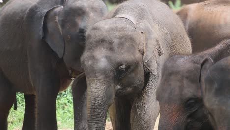 Gruppe-Von-Elefanten,-Die-Mit-Halsgeschirren-Zusammen-In-Einem-Naturschutzgebiet-Stehen