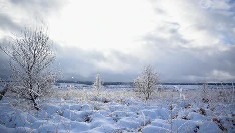 low-angle-wide-time-lapse-of-frozen-tundra-with-dead-trees-and-grass-shaking-in-the-wind