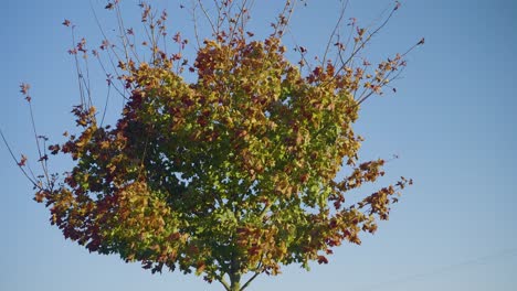 Blätter-An-Einem-Baum-Verändern-Ihre-Farbe-Und-Wehen-Im-Wind-An-Einem-Sonnigen-Tag-In-Zeitlupe