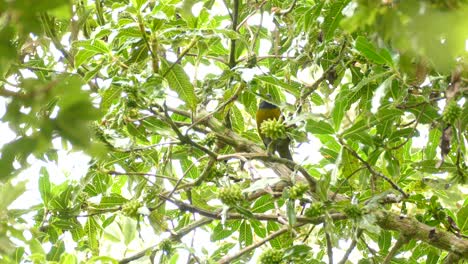 Small-bird-with-green-breast-camouflages-itself-among-leaves-of-tree