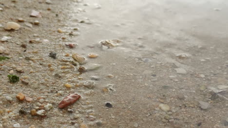 Shells-on-sand-by-the-waves-on-the-beach--close-up
