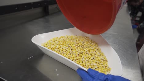 Agronomist-pouring-corn-seeds-into-a-test-tube-for-treatment