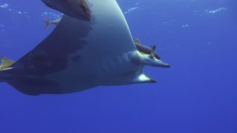 sicklefin-fin-devil-ray-swimming-the-open-ocean-accompanied-by-pelagic-fishes