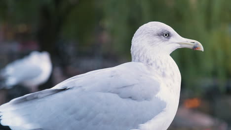 Close-up-Of-Seagull-Looking-Around-And-Being-Alert-With-Blurry-Background