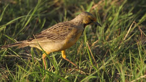 Cape-Longclaw-Bird-Struts-Through-Grass-Foraging-for-Food,-Follow-Shot
