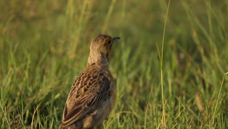 Cape-Longclaw-Vogel-Kräuselt-Federn-Und-Stolziert-Durch-Gras,-Blick-Von-Hinten