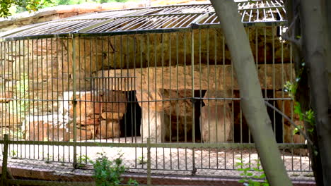 Wide-shot-of-a-vintage-animal-cage-in-Johannesburg-Zoo,-South-Africa