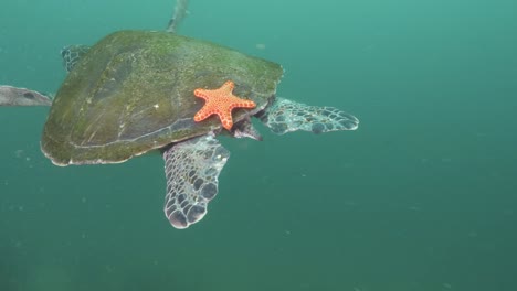Eine-Grüne-Meeresschildkröte-Schwimmt-Unter-Dem-Meer,-An-Ihrem-Panzer-Ist-Ein-Orangefarbener-Seestern-Befestigt