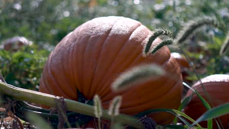 Extreme-closeup-with-very-slow-dolly-motion-to-the-right-of-large-pumpkins-on-their-withering-vines-in-a-field-backlit-by-the-morning-sun