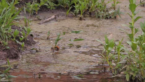 A-parkeet-in-Pantanal-flies-away-from-water-pond
