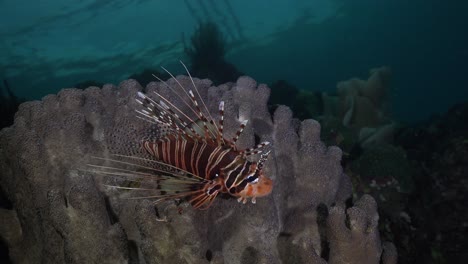 Lionfish-on-coral-reef-at-dusk