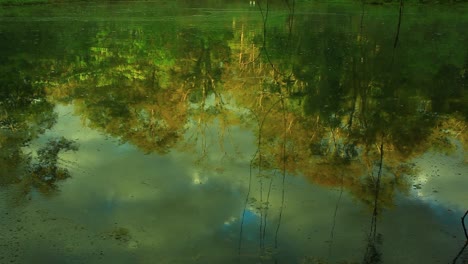 The-surface-of-a-pond-reflects-all-the-colors-and-beauty-of-the-surrounding-vegetation-and-sky