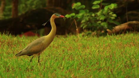 A-Whistling-Heron-stalking,-hunting-and-eating-small-aquatic-prey-in-the-Brazilian-Savanna