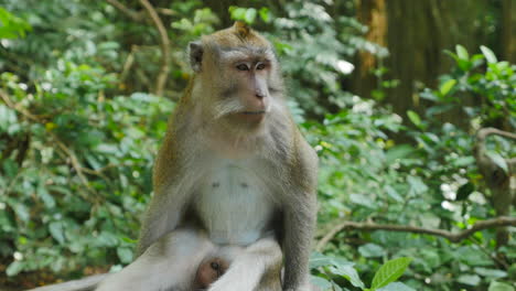 Close-Up-of-Wild-Rhesus-Monkey-Staring-off-in-the-Distance