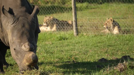 Primer-Plano-De-Un-Rinoceronte-Pastando-Junto-A-Leones-En-Un-Recinto-Del-Zoológico