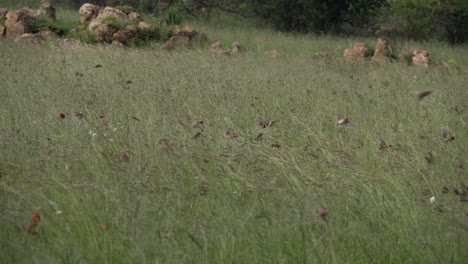 Schwarm-Rotschnabeliger-Quelea--Und-Roter-Bischofsvögel-Fliegen-Ins-Gras-Und-Verschwinden