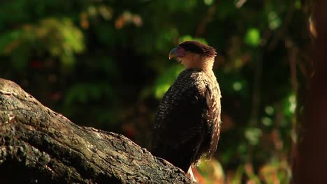 A-lone-northern-crested-caracara-perched-on-a-tree-branch-searching-for-food