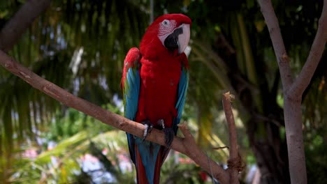 Bright-red-and-blue-parrot-on-a-tree-branch