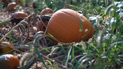 Dolly-moves-slowly-to-the-right-as-large-pumpkin-in-a-field-with-the-sun-rising-behind-it-has-dew-glistening-on-the-orange-skin