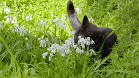 A-black-cat-eats-grass