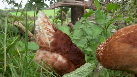 Freilaufende-Hühner-Suchen-Im-Hohen-Gras-Nach-Nahrung